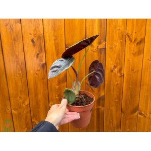Alokázia cuprea (Alocasia cuprea) ´RED SECRET´ - výška 20-30 cm, kont. C1L